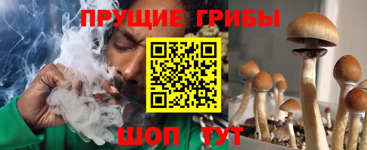 Псилоцибиновые грибы Psilocybine cubensis Артём