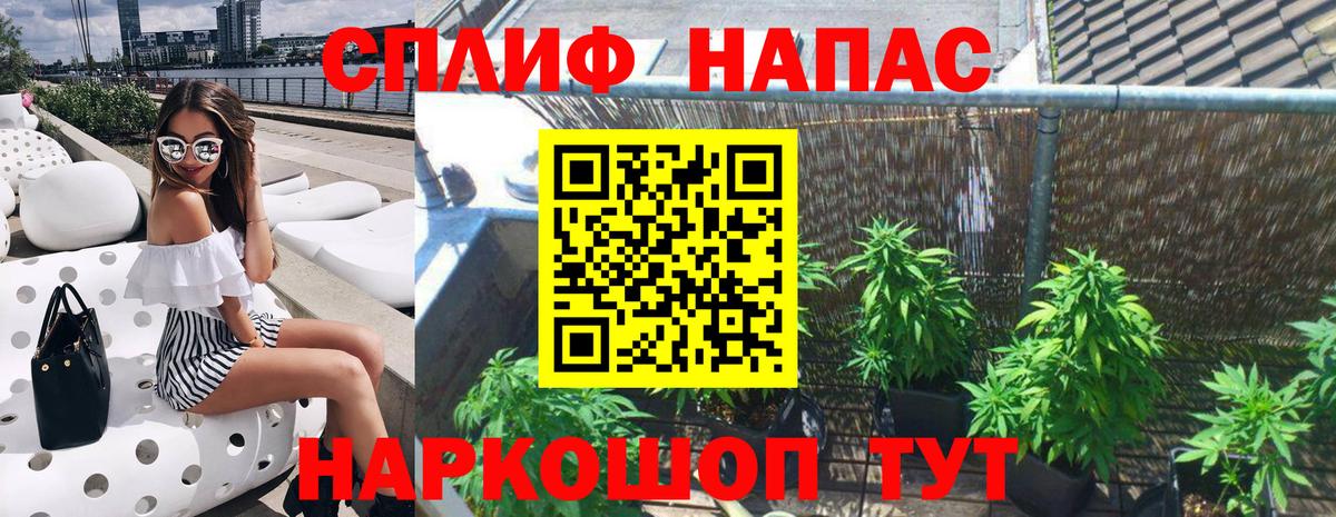 Конопля сатива Артём